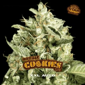 Double Cookies Auto > BSF Seeds
